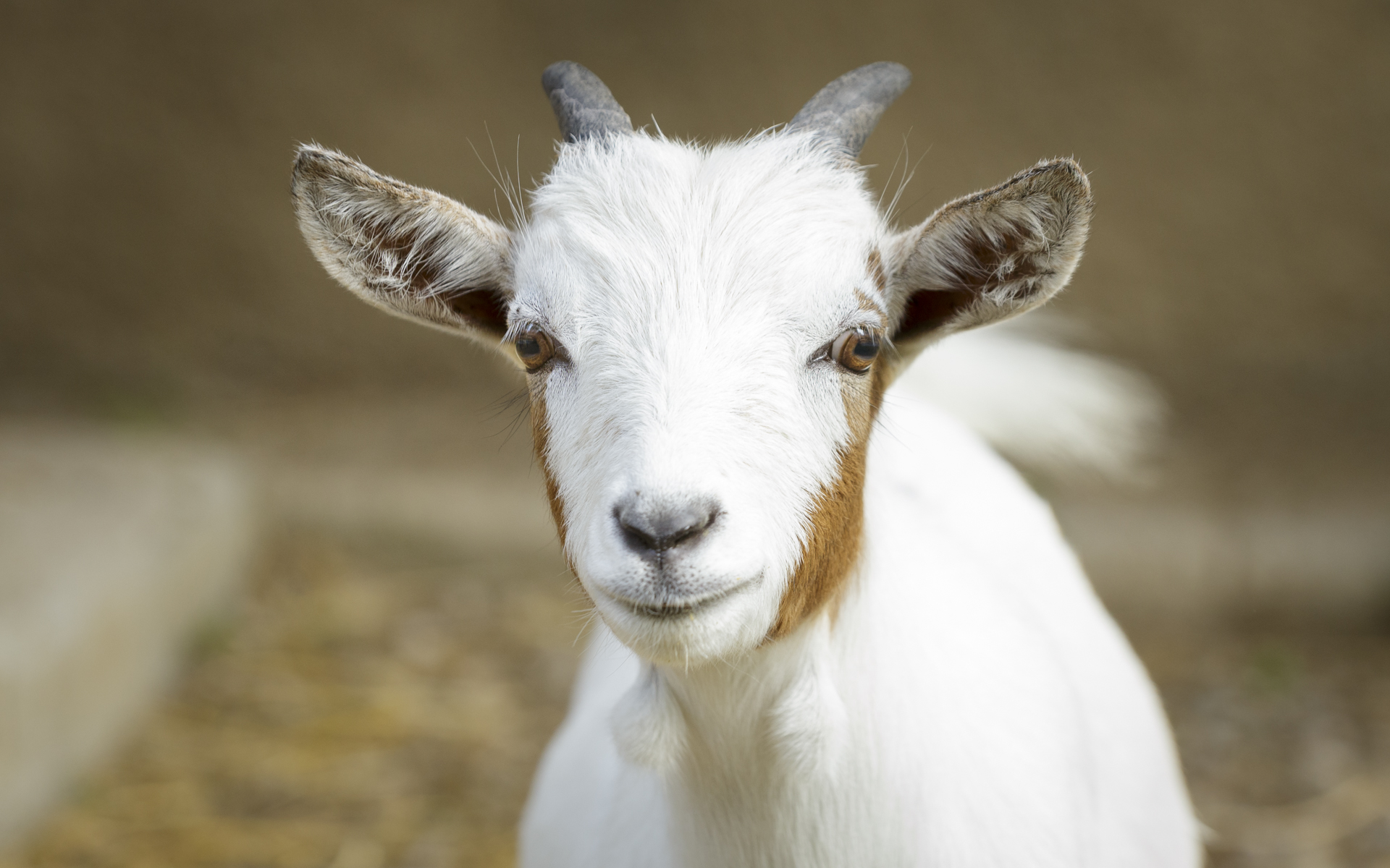 Otra de las cabras