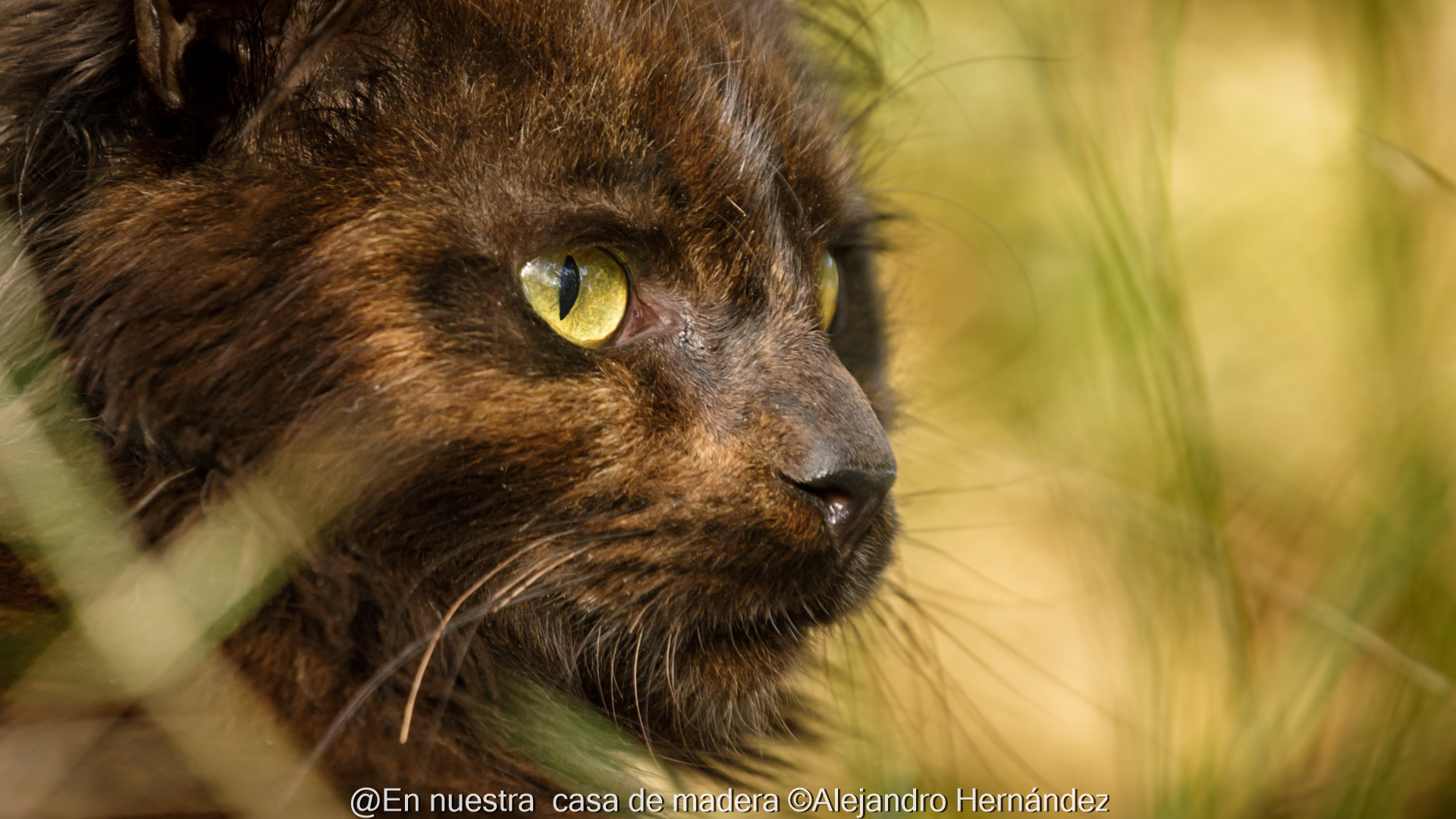 Otro de los gatos