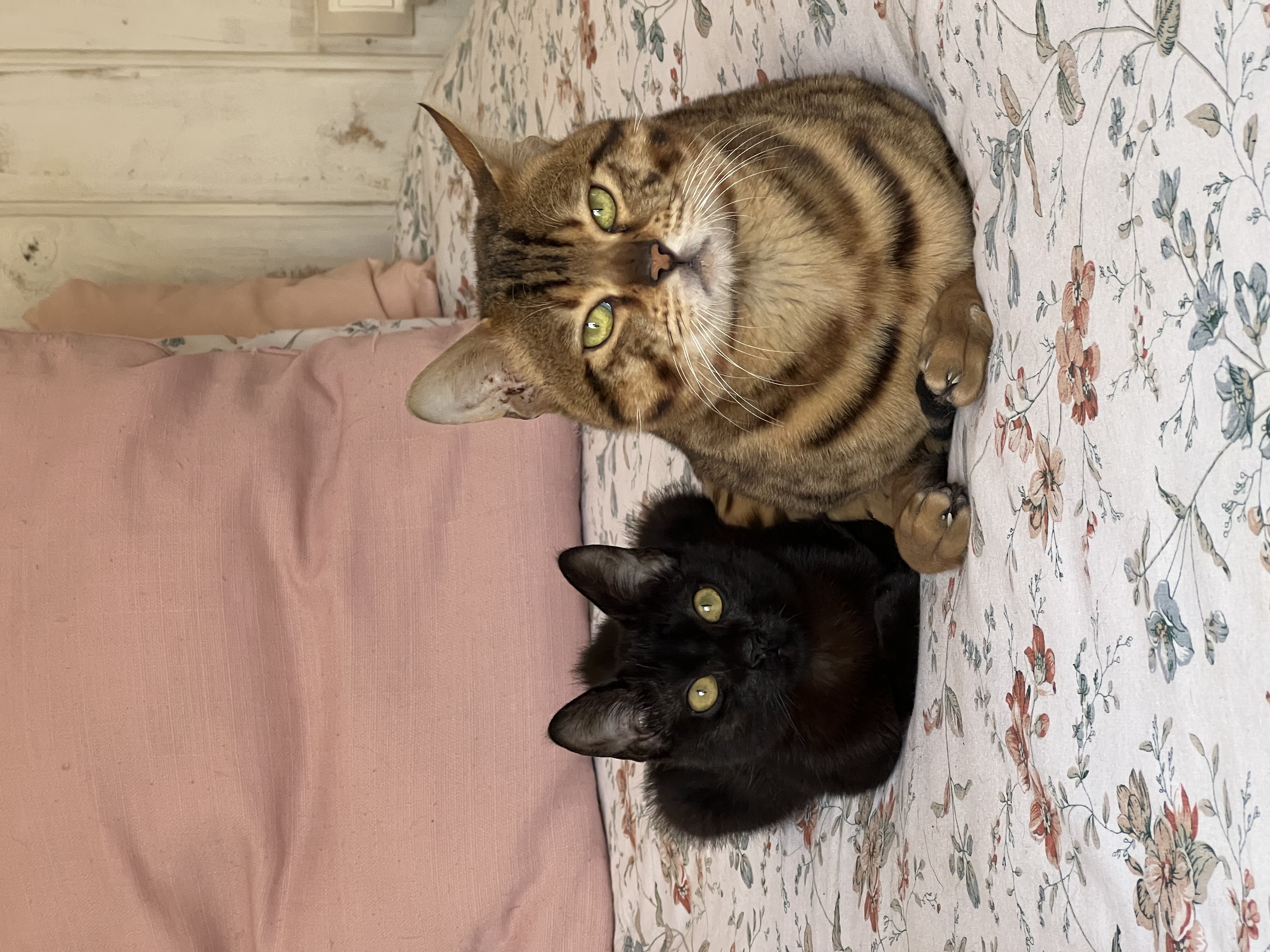 Dos gatos del santuario en casa