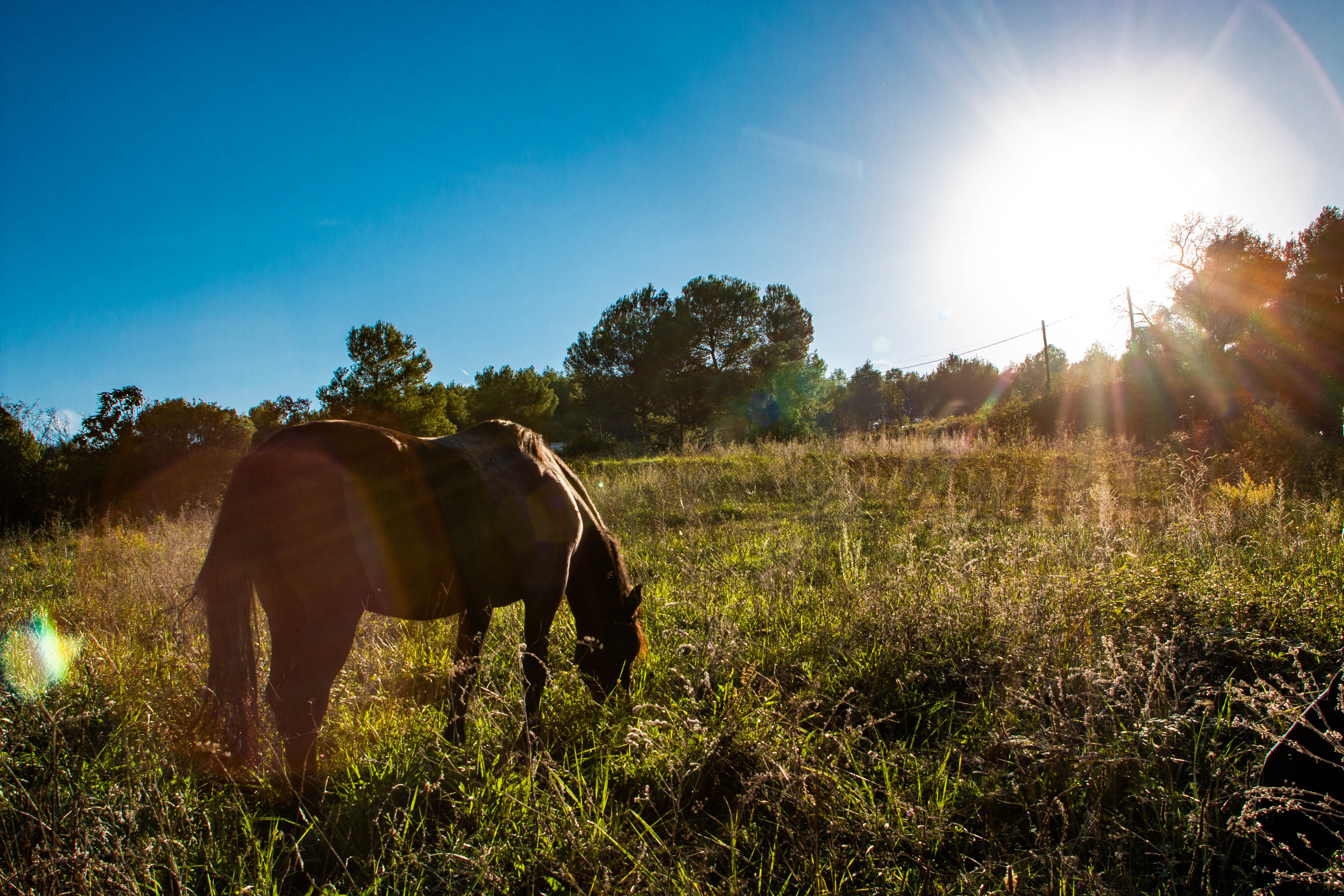 Caballo pastando al atardecer