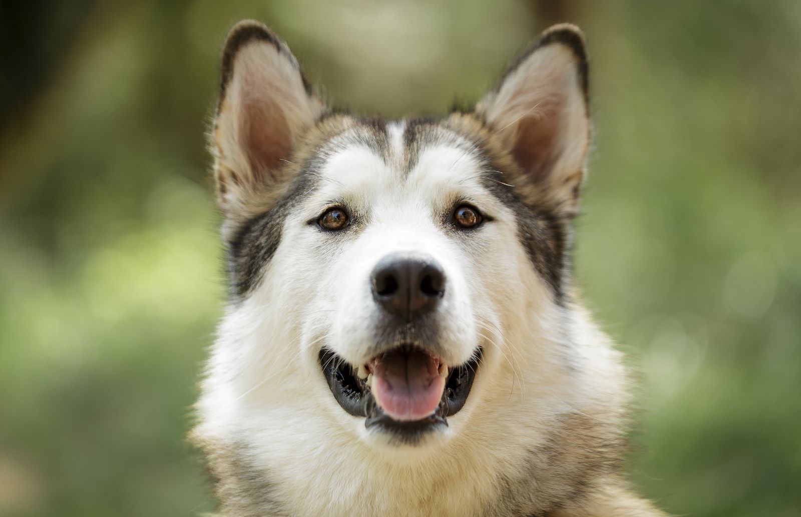 Uno de los perros del santuario
