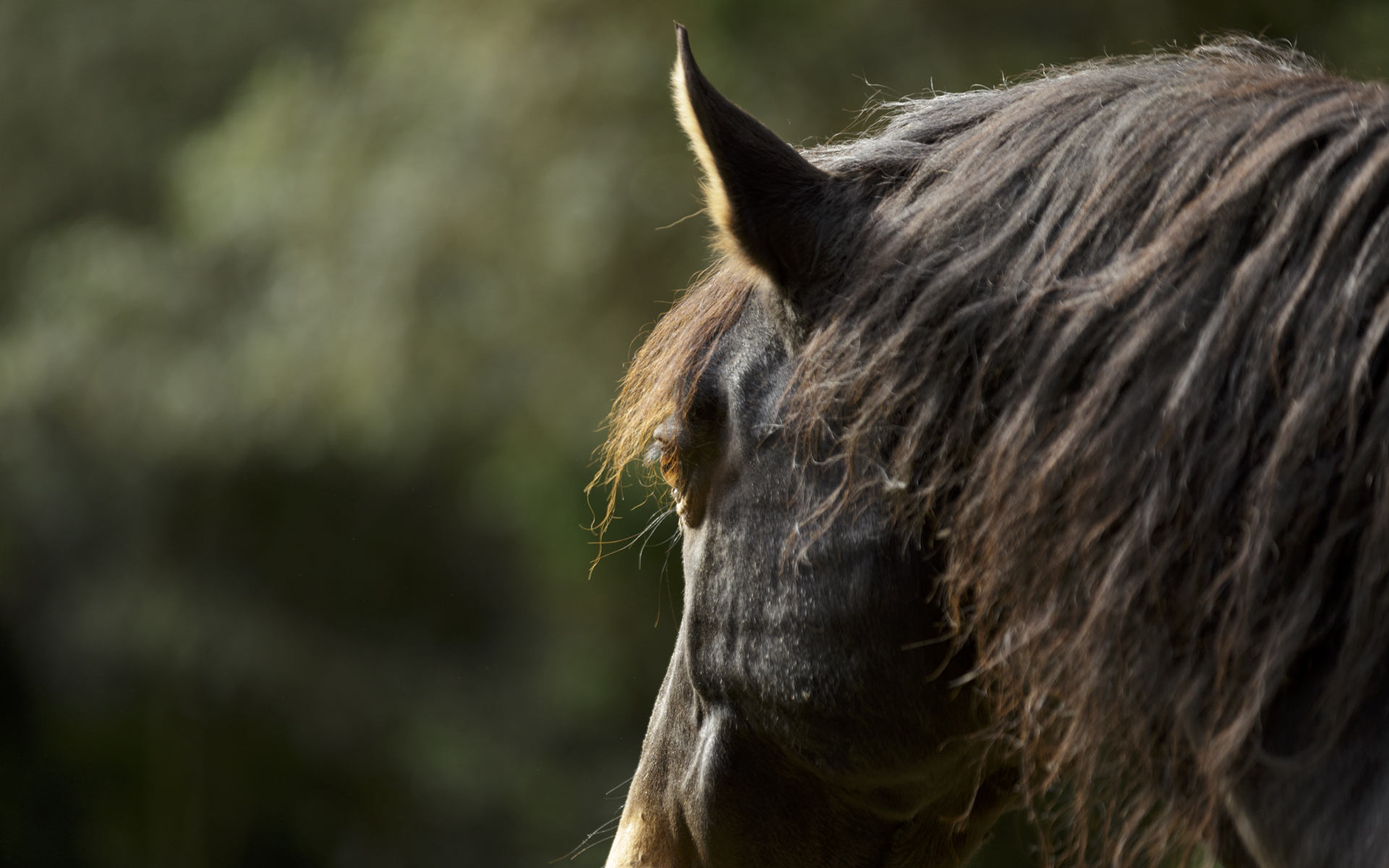 Seni, uno de los caballos del santuario